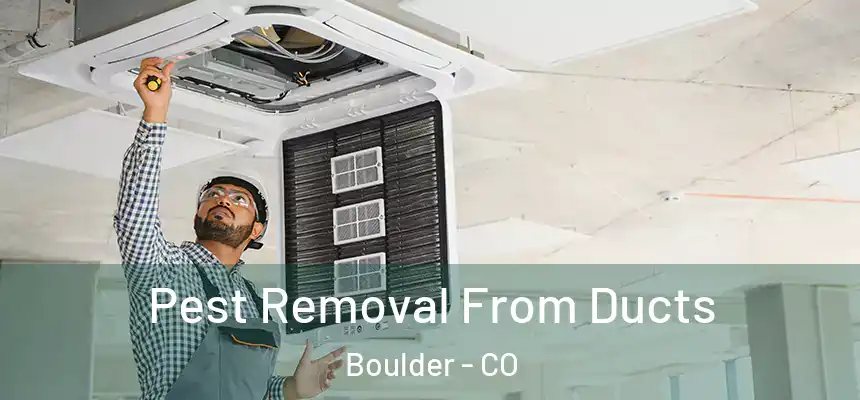 Pest Removal From Ducts Boulder - CO